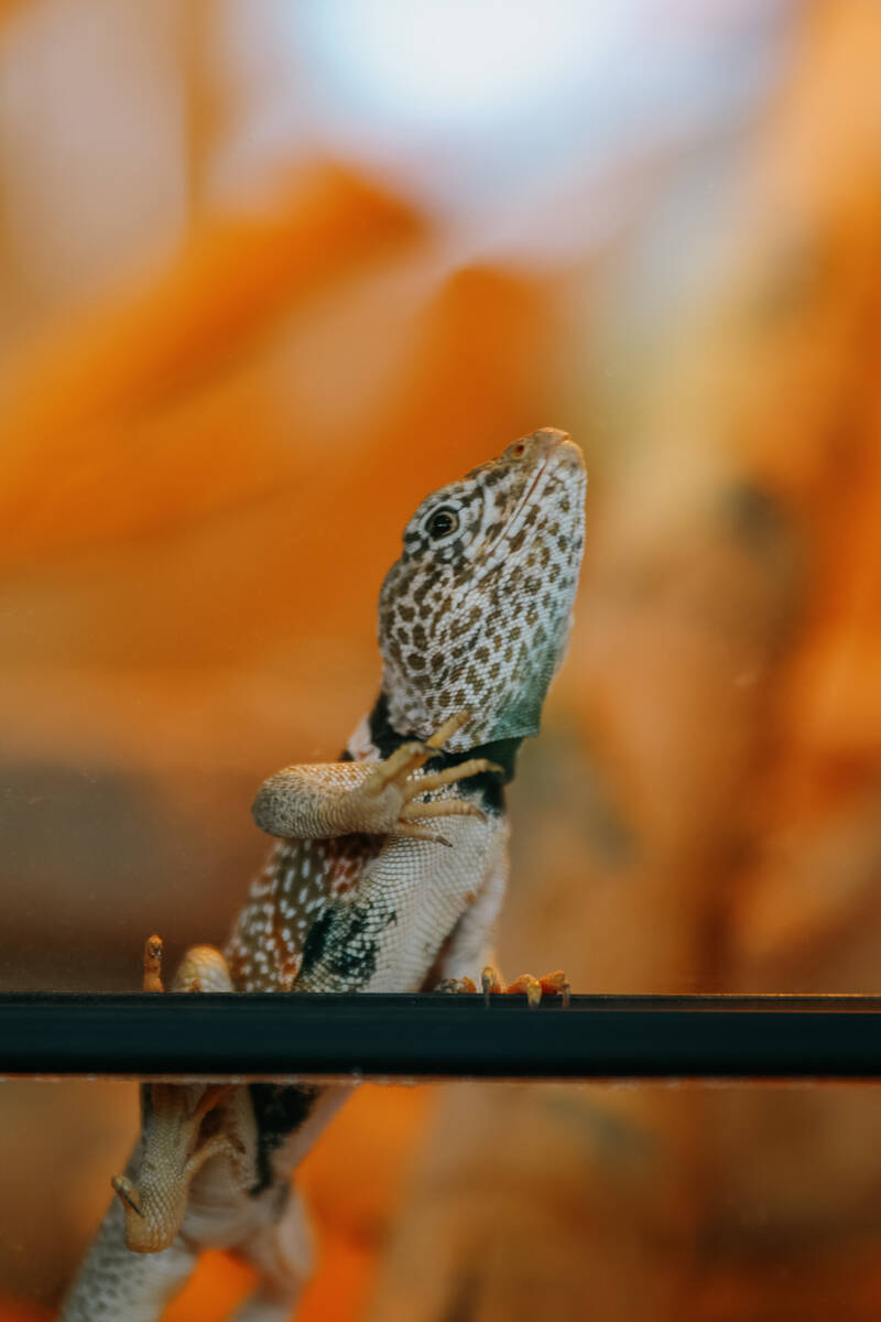 A Great Basin collared lizard crawls onto a ledge within its tank, greeting attendees of Discov ...