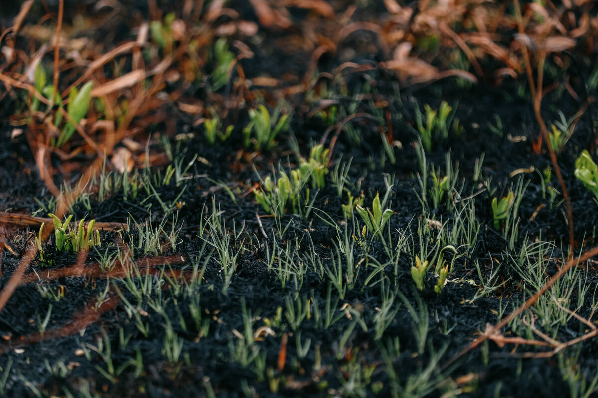 New plant growth pushes through charred earth at Wetlands Park, near the Duck Creek Trailhead o ...