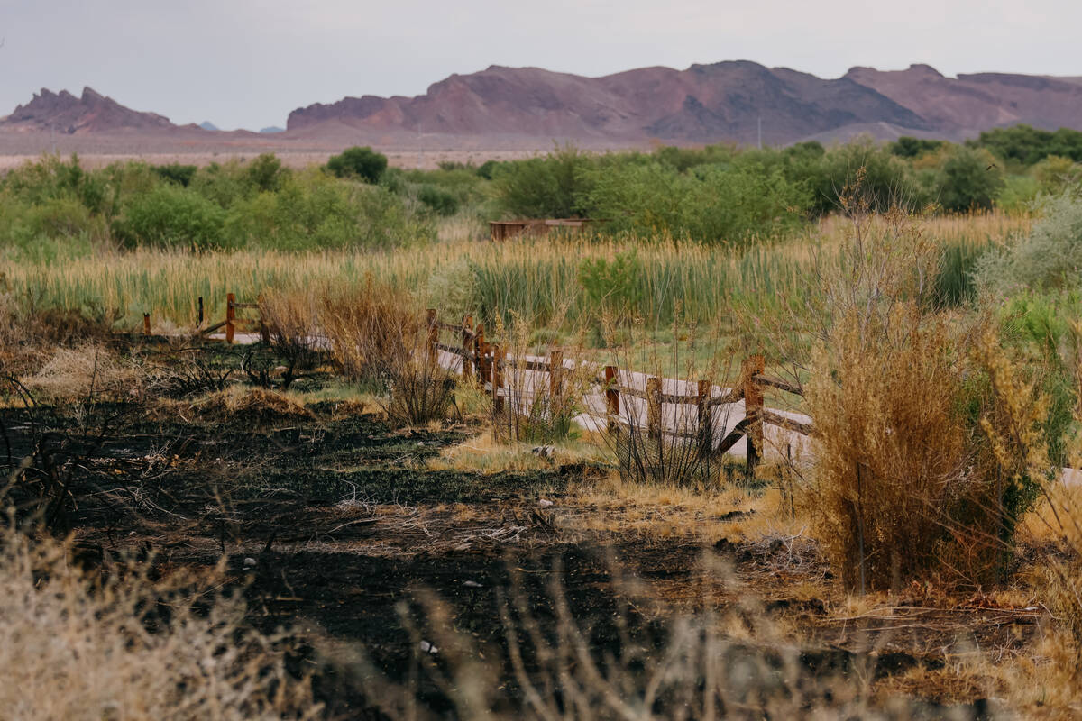 Blackened soil marks where recent fires spread at Wetlands Park, near the Duck Creek Trailhead ...