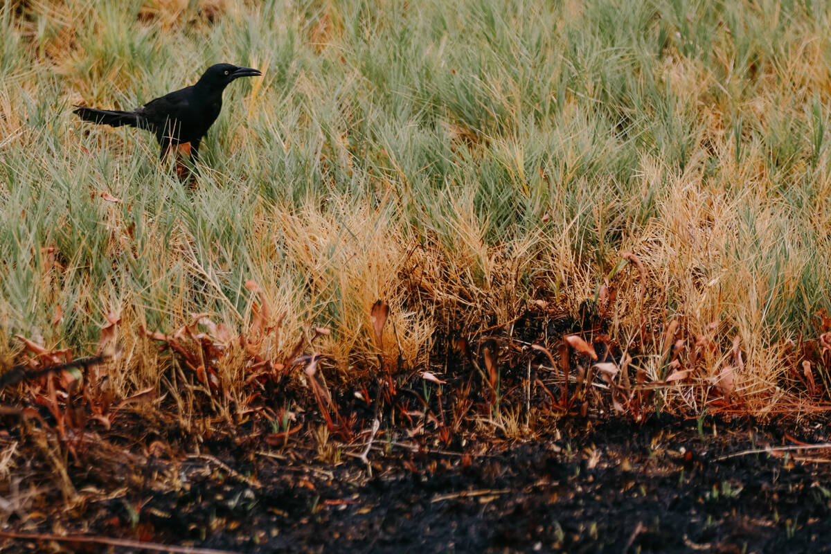 A male grackle hops through the grass at Wetlands Park, near the Duck Creek Trailhead on Wednes ...