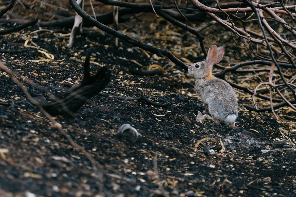 A desert cottontail hops through burnt portions of Wetlands Park, near the Duck Creek Trailhead ...