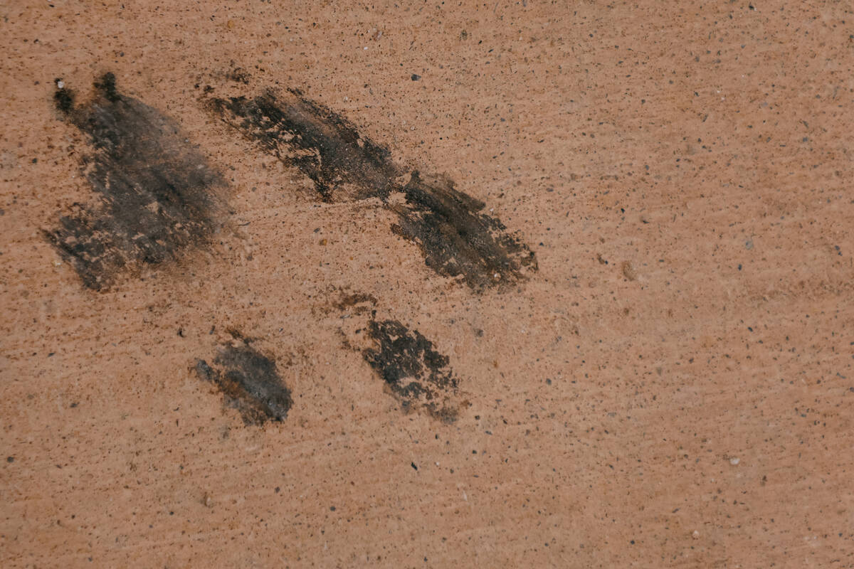 A sooty animal track stains the sidewalk at Wetlands Park, near the Duck Creek Trailhead on Wed ...