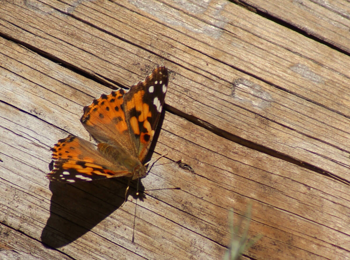 Painted lady (Natalie Burt)