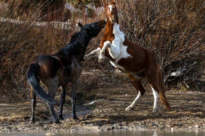Wild horses tangle about a retention pond near Cold Creek on Friday, Jan. 3, 2025, outside of L ...
