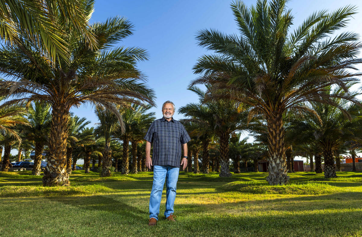 Ahern Rentals Vice President Lloyd Benson stands amongst their grove of Medjool date trees as t ...