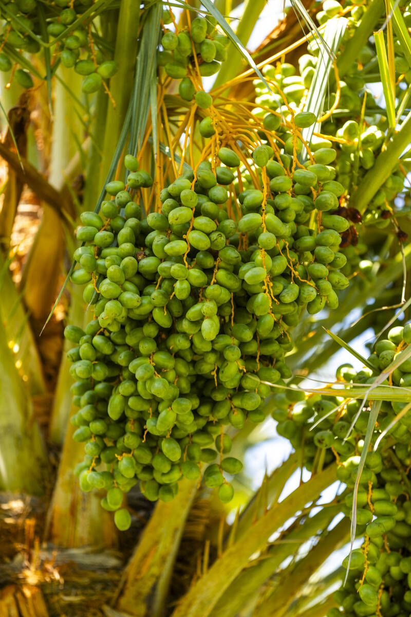 Medjool date trees are producing lots of fruit at the Ahern Orchard, a 10-acre fruit orchard in ...