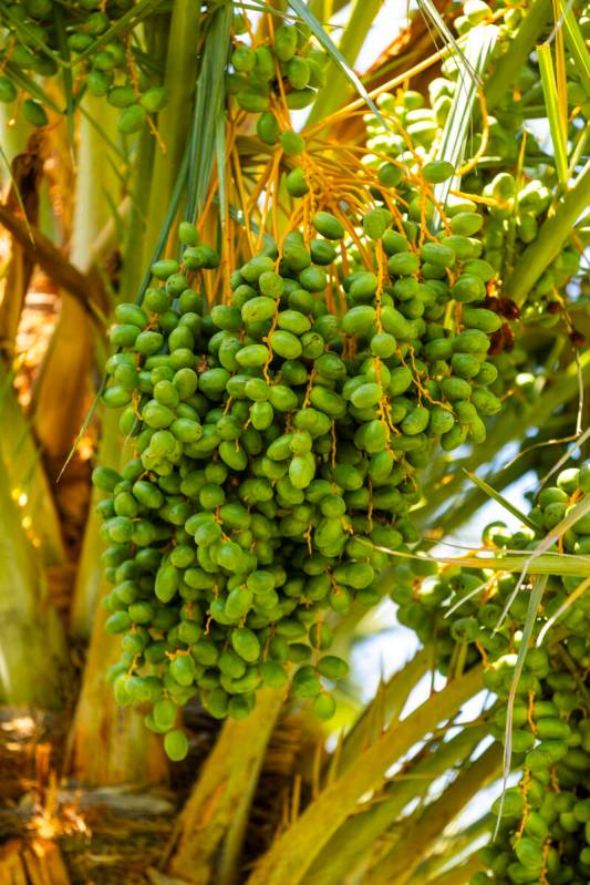 Medjool date trees are producing lots of fruit at the Ahern Orchard, a 10-acre fruit orchard in ...