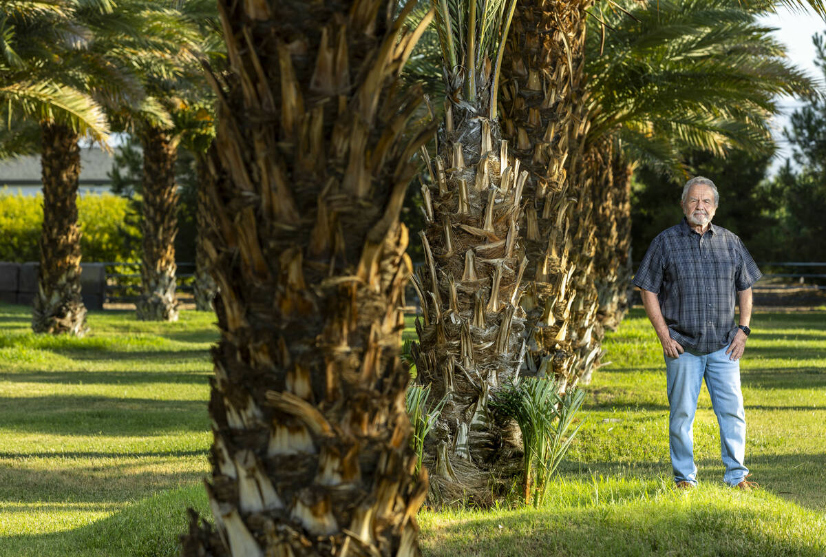 Ahern Rentals Vice President Lloyd Benson stands amongst their grove of Medjool date trees as t ...
