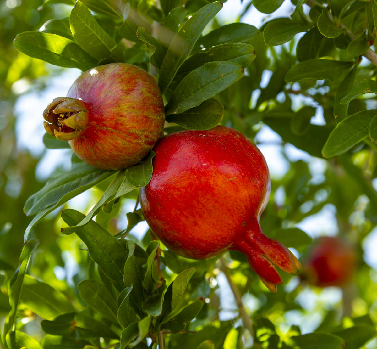 Pomegranate trees are producing lots of fruit at the Ahern Orchard, a 10-acre fruit orchard in ...
