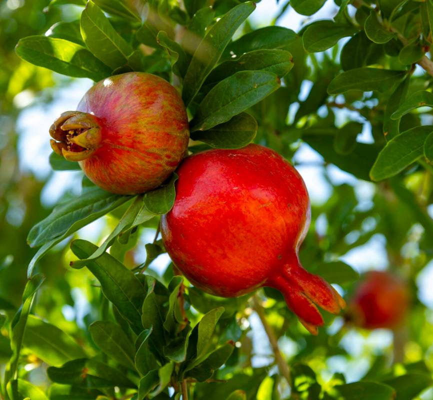Pomegranate trees are producing lots of fruit at the Ahern Orchard, a 10-acre fruit orchard in ...