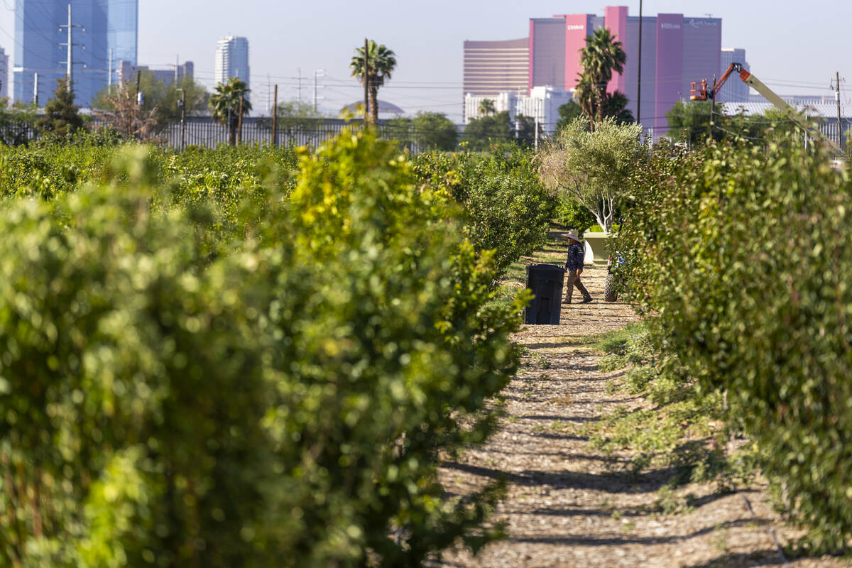 It's harvest time for some of the fruits at Ahern Orchard, a 10-acre fruit orchard near the hea ...