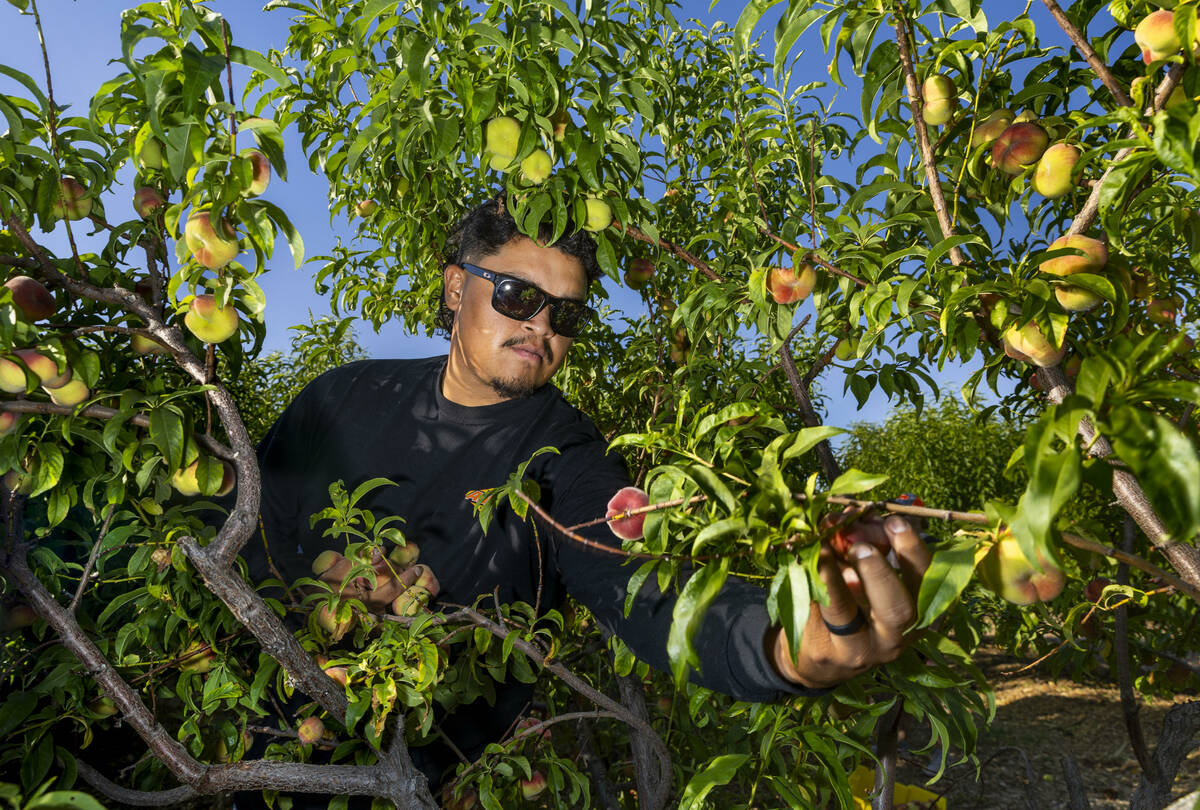 Ahern Orchard foreman Elpidio Perez picks doughnut peaches at the 10-acre fruit orchard on Frid ...