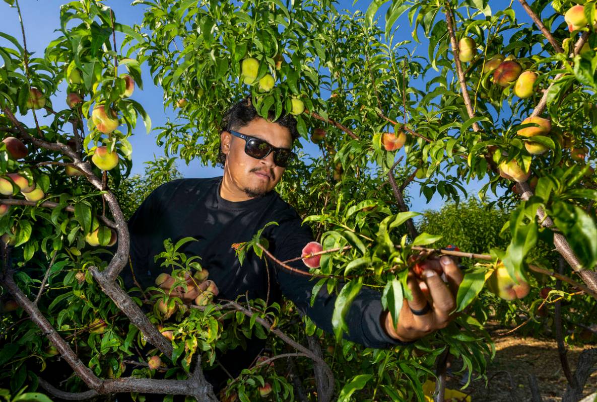 Ahern Orchard foreman Elpidio Perez picks doughnut peaches at the 10-acre fruit orchard on Frid ...