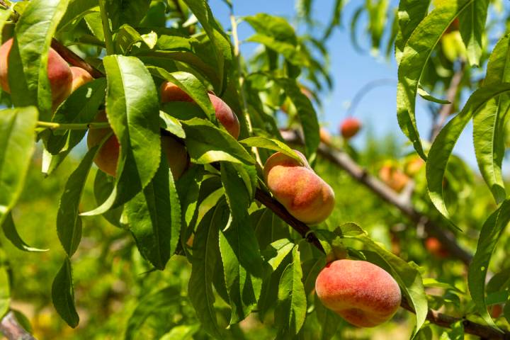 Doughnut peaches are ripe and ready to be harvested at the Ahern Orchard, a 10-acre fruit orcha ...