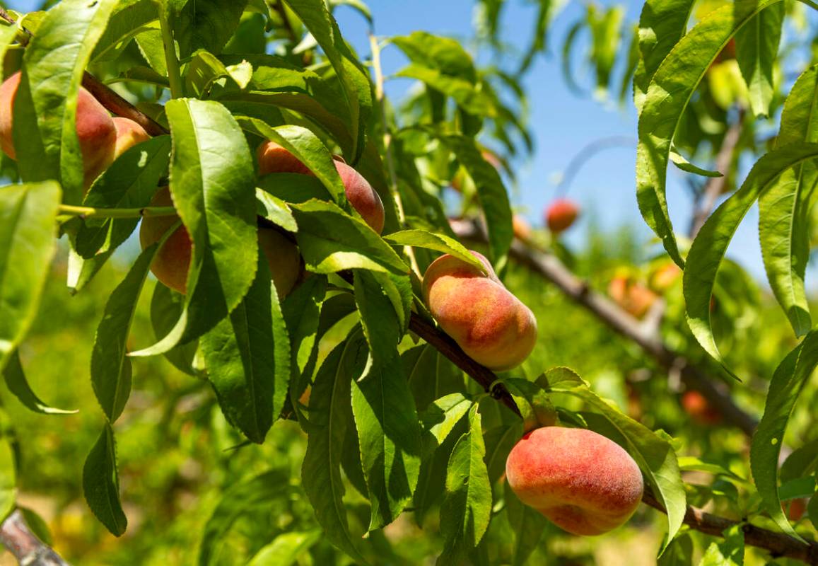 Doughnut peaches are ripe and ready to be harvested at the Ahern Orchard, a 10-acre fruit orcha ...