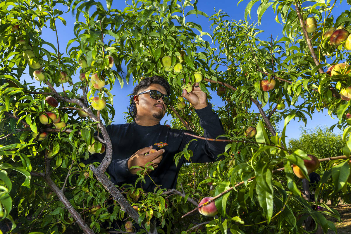Ahern Orchard foreman Elpidio Perez picks doughnut peaches at the 10-acre fruit orchard on Frid ...