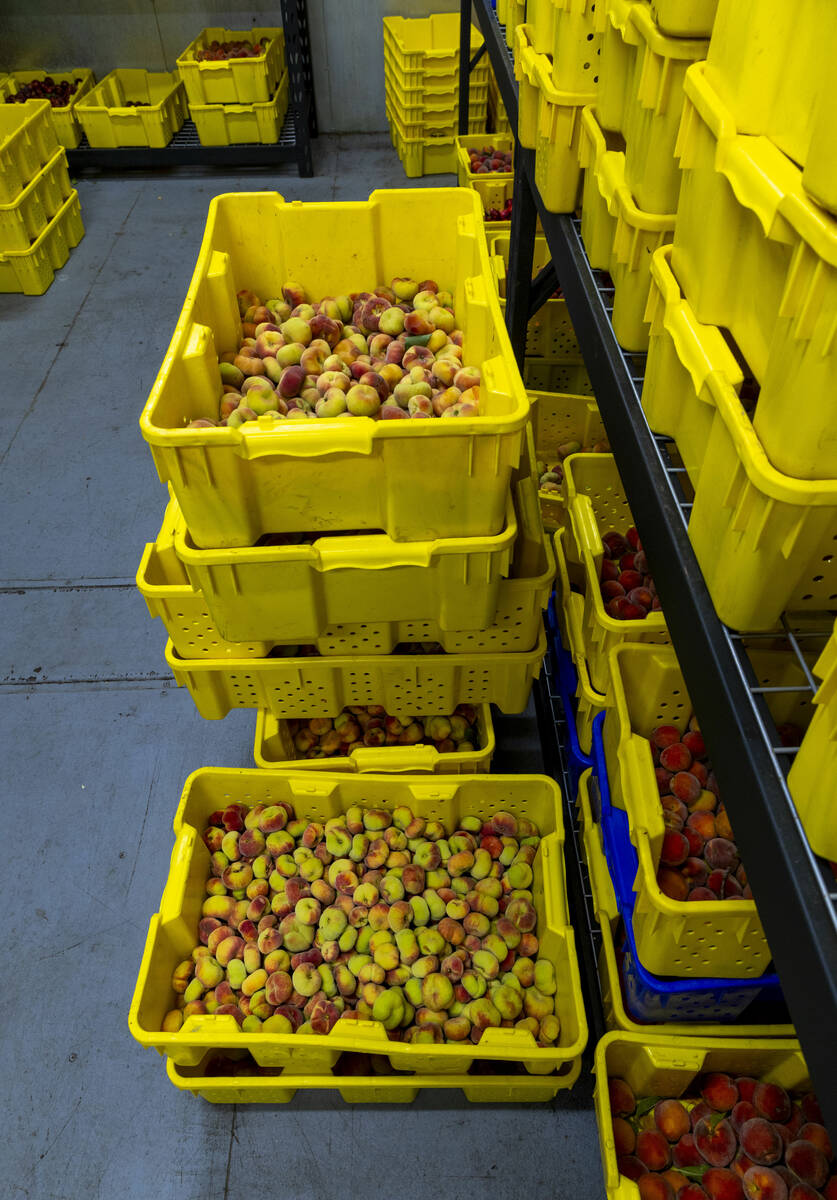 Doughnut peaches are cooled down in a chiller after being harvested at the Ahern Orchard, a 10- ...