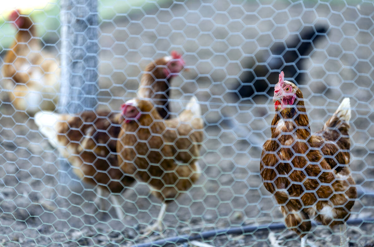 The chickens are fat and happy at Ahern Orchard, a 10-acre fruit orchard near the heart of the ...