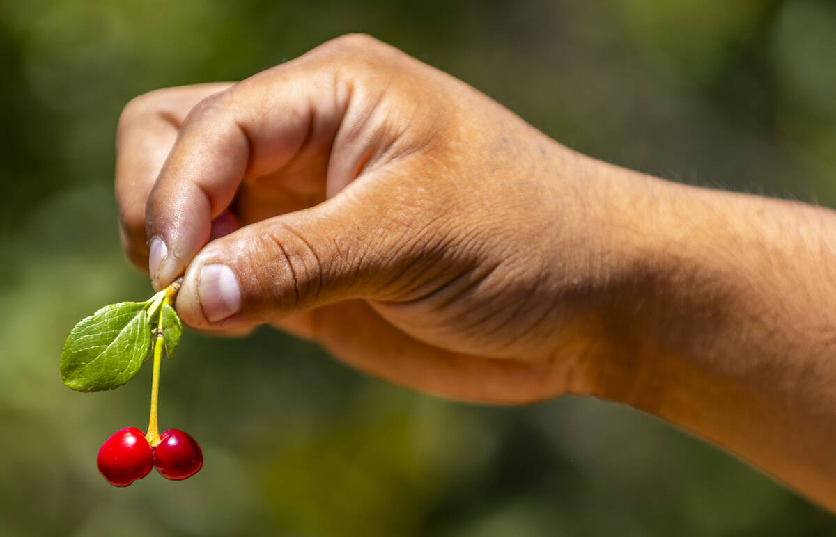 Ahern Orchard foreman Elpidio Perez holds a few of the tiny cherries grown at the 10-acre fruit ...