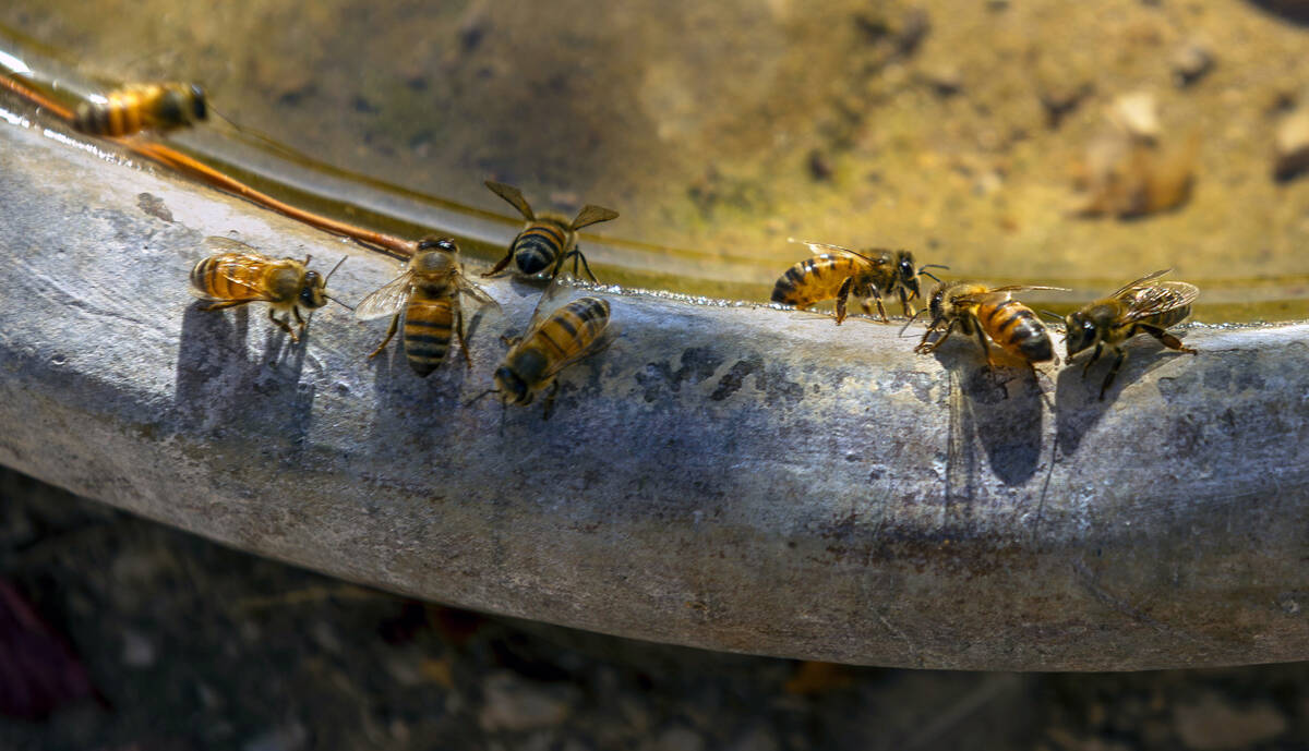Bees stop for a drink of water at the Ahern Orchard, a 10-acre fruit orchard in the heart of th ...