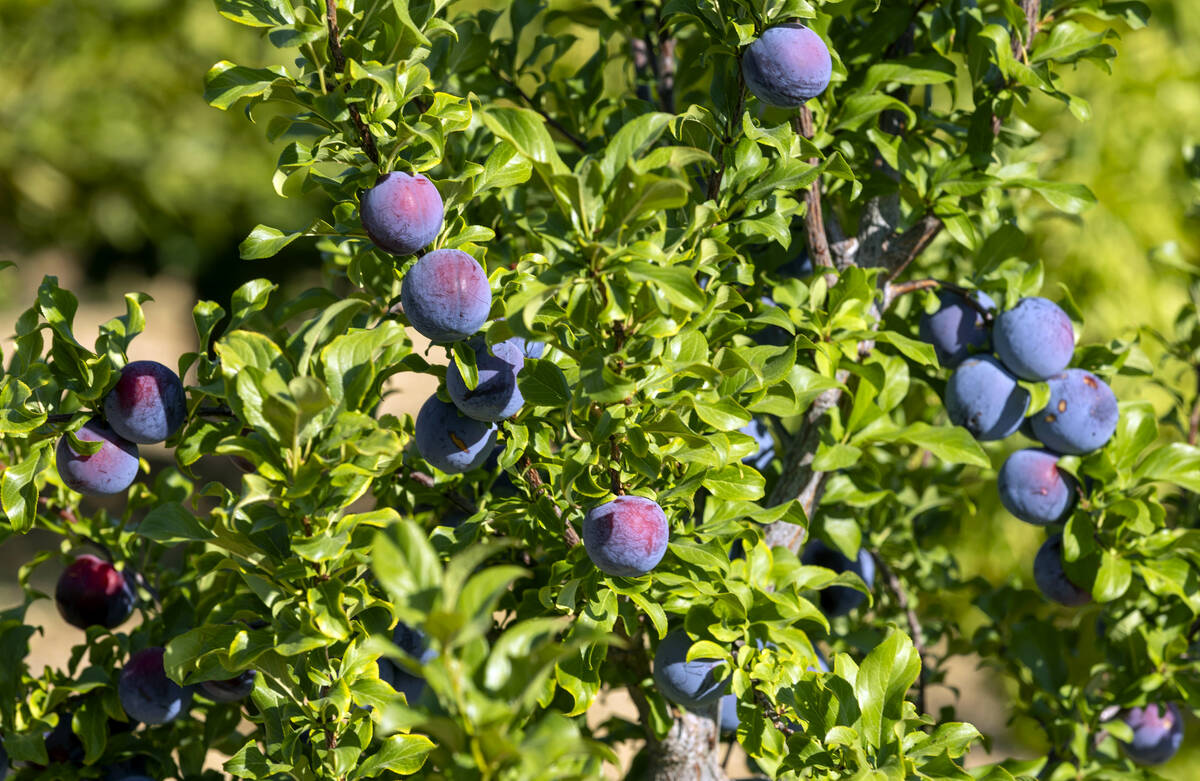 Plum trees are producing lots of fruit at the Ahern Orchard, a 10-acre fruit orchard in the hea ...