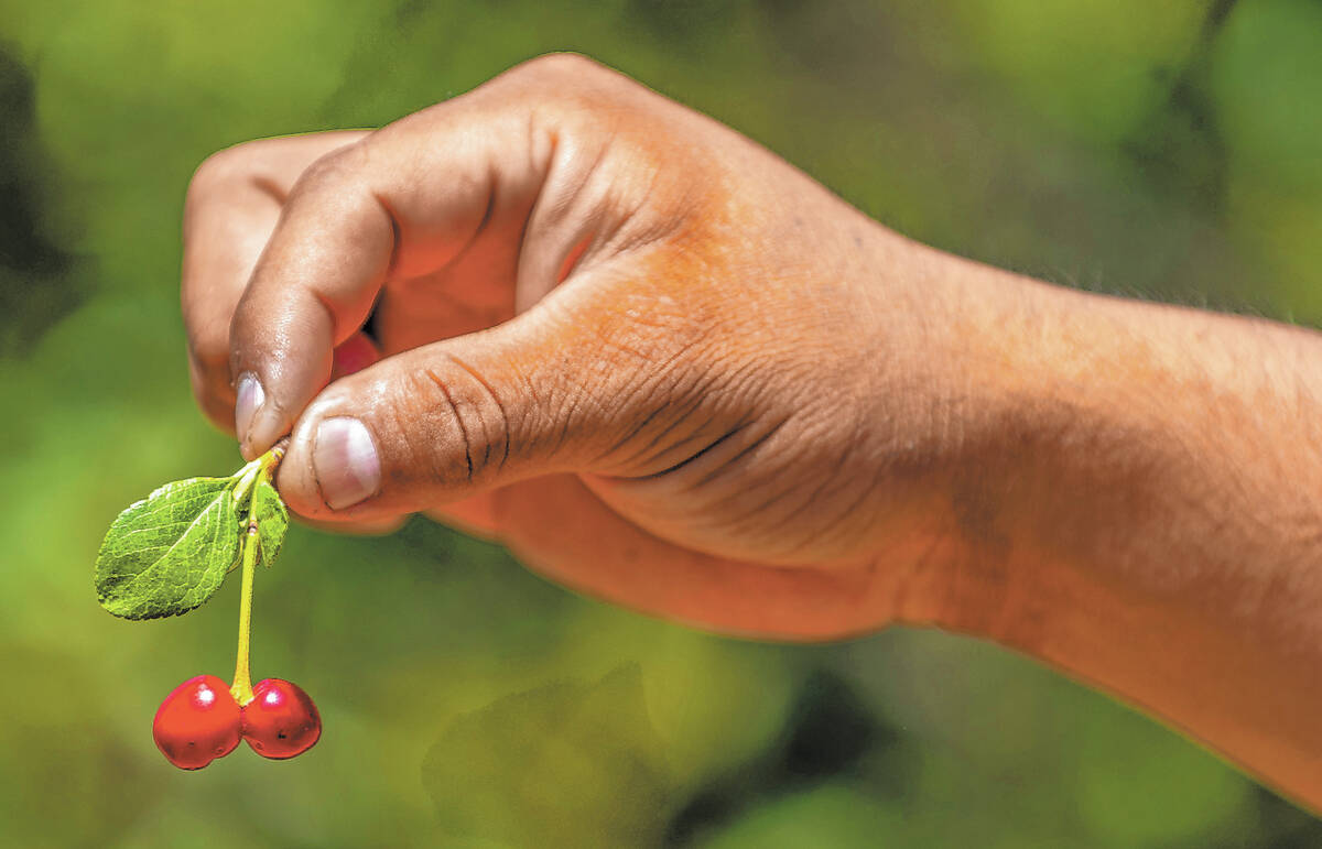 Ahern Orchard foreman Peacho Perez holds a few of the tiny cherries grown at the 10-acre fruit ...
