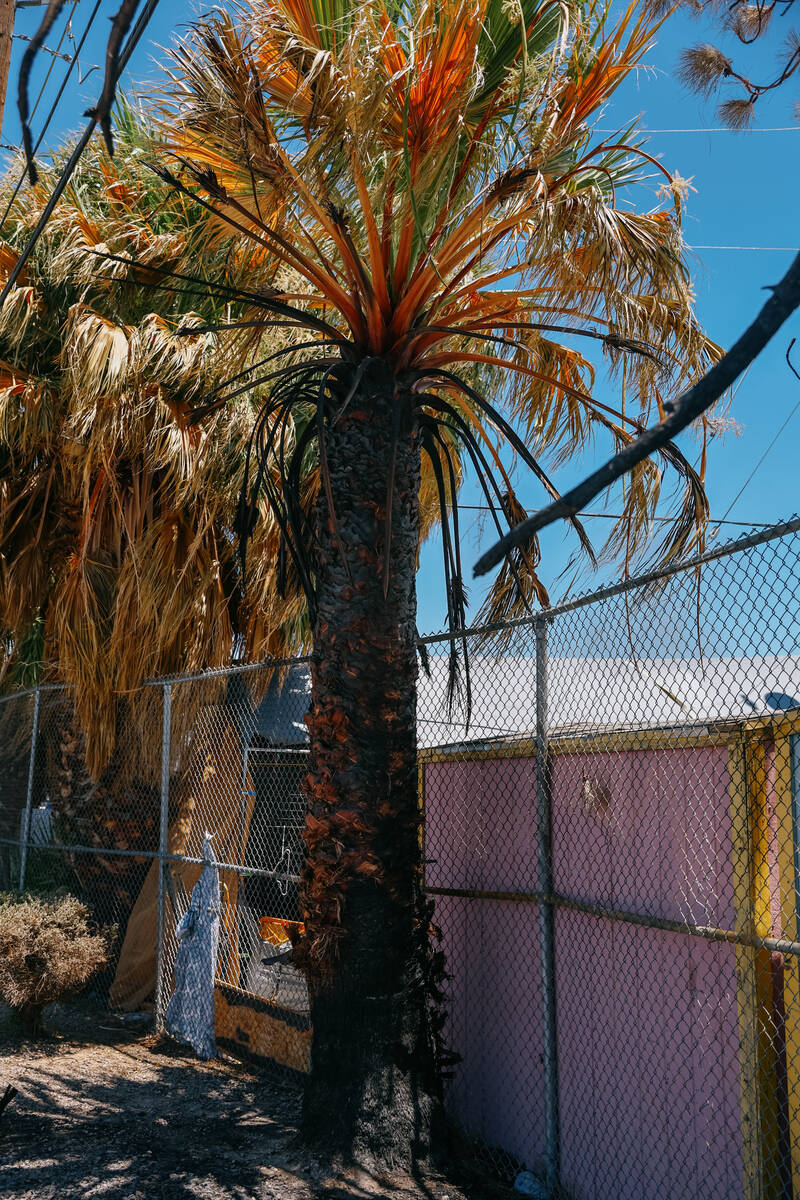A charred palm tree, evidence of a fire at Broadacres Marketplace, sits just outside the fencin ...