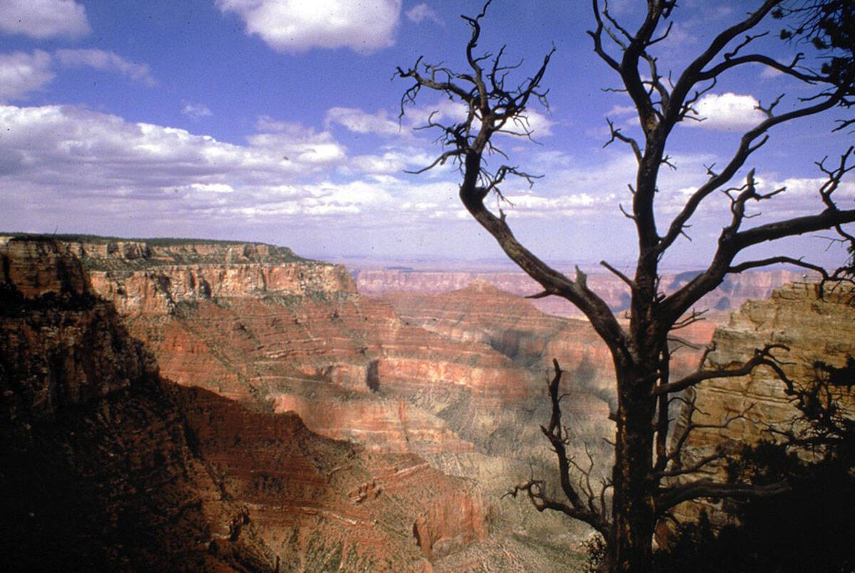 A tree frames a view of Arizona's Grand Canyon as seen from the Widforss Trail on the North Rim ...