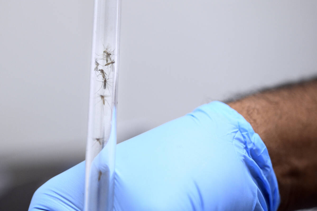 Mosquitos are pulled into a tube for transfer to a bottle during an experiment Tuesday, July 15 ...
