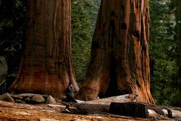 A visitor walks amid giant trees in Sequoia National Park. (Luis Sinco/Los Angeles Times/TNS)