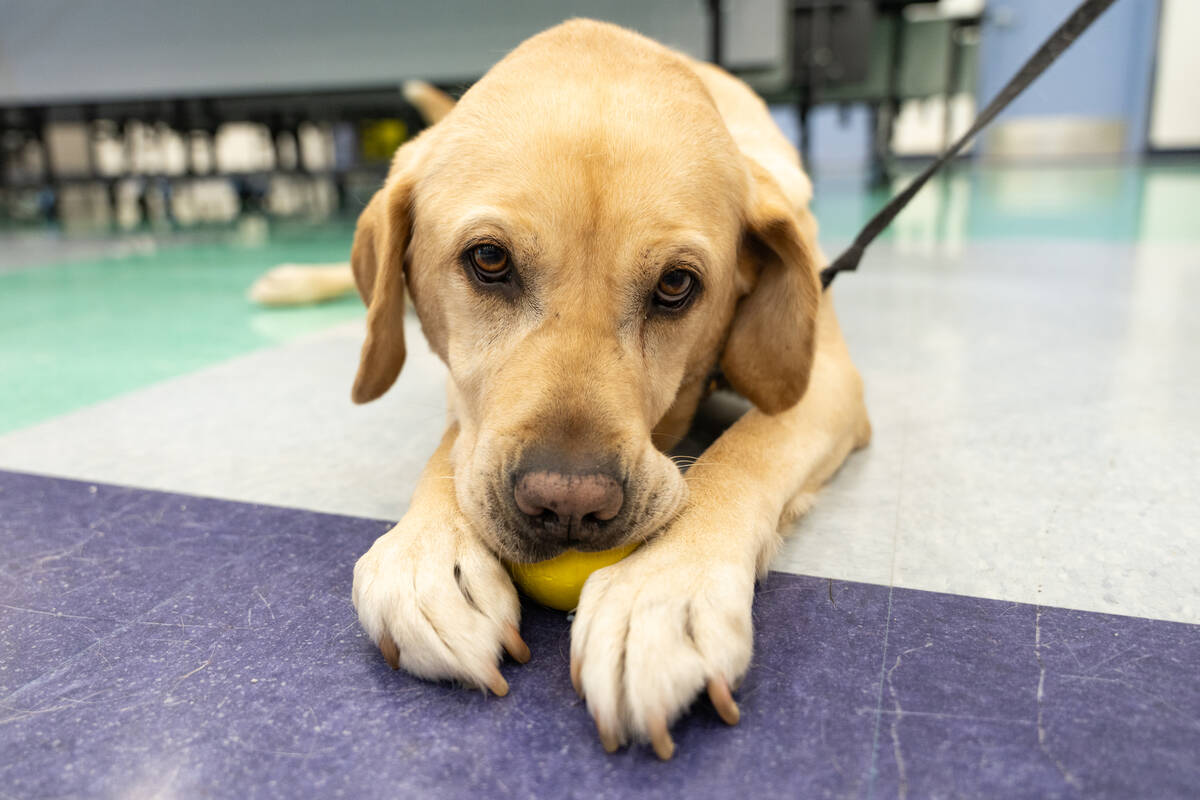 K-9 King plays with a ball in the cafeteria at Reynaldo L. Martinez Elementary School in Las Ve ...