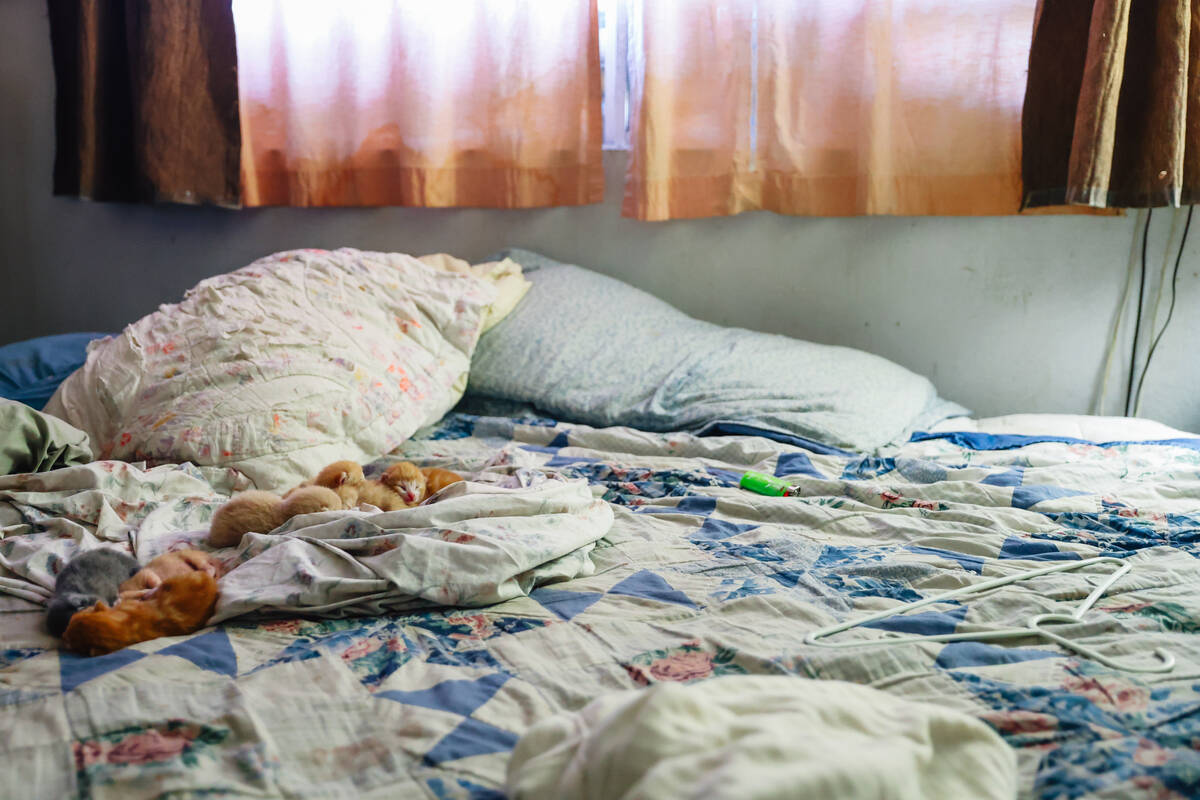 Newborn kittens lay on top of Randy Frie’s bed inside of his apartment at Paradise Spa on Wed ...