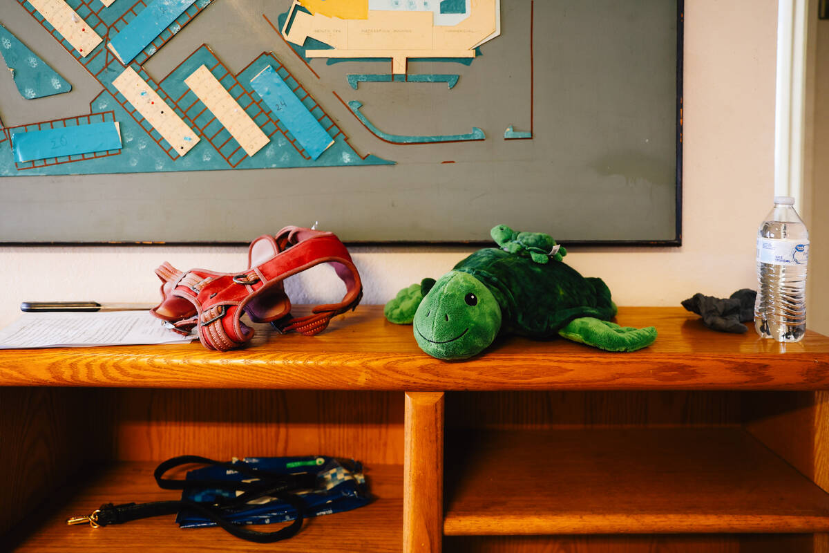 A stuffed turtle, meant to represent resident Jason “Turtle” Franklin, sits in the HOA offi ...