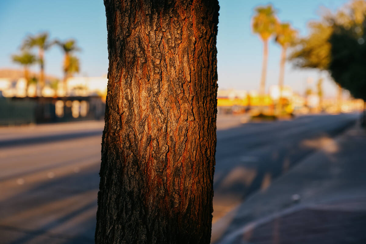 Light dances across the trunk of a tree along the sidewalk on Wednesday, July 23, 2025 along Fr ...