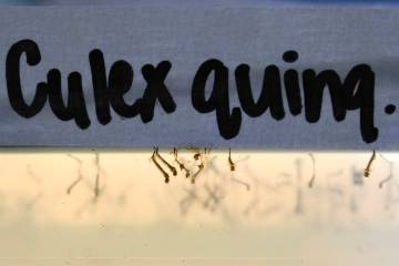 Mosquito larvae float in water in a climate controlled chamber Tuesday, July 15, 2025 at UNLV&# ...