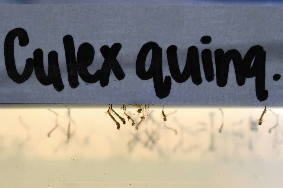 Mosquito larvae float in water in a climate controlled chamber Tuesday, July 15, 2025 at UNLV&# ...