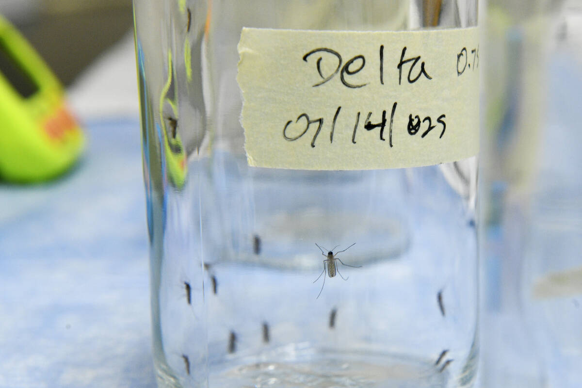 Mosquitos are seen in a bottle during an experiment Tuesday, July 15, 2025 at UNLV’s PAR ...