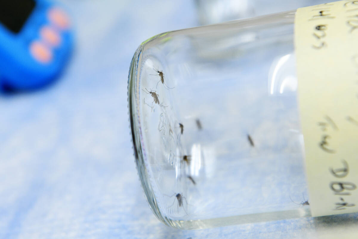 Mosquitos are seen in a bottle during an experiment Tuesday, July 15, 2025 at UNLV’s PAR ...