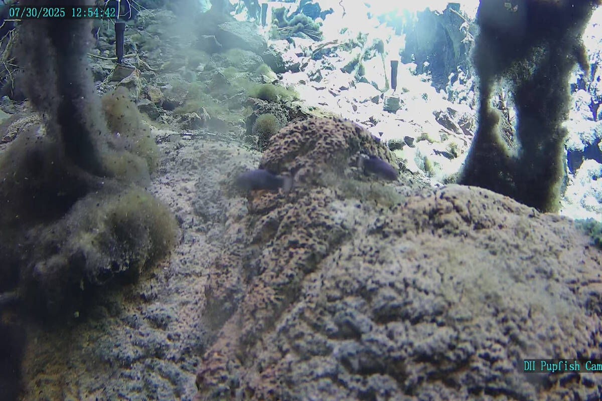 A screenshot from a monitoring video on July 14 shows pupfish and conditions before the earthqu ...