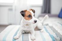 A Jack Russell terrier dog is waiting for the owner of house. Gina Borge, senior interior desig ...