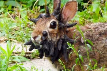 This June 26, 2013, image made from a video provided by Gunnar Boettcher shows a rabbit in Mank ...