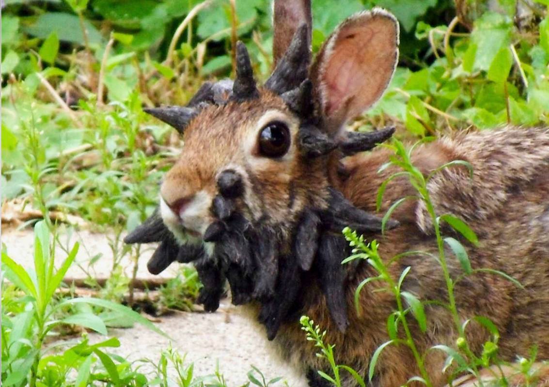 This June 26, 2013, image made from a video provided by Gunnar Boettcher shows a rabbit in Mank ...