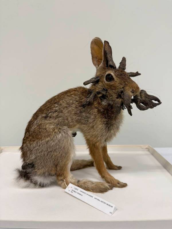 This Aug. 2025 photo provided by University of Kansas Biodiversity Institute shows a rabbit spe ...