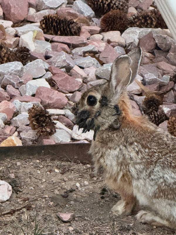 A rabbit infected with the Shope papilloma virus, which causes wart-like growths that can look ...