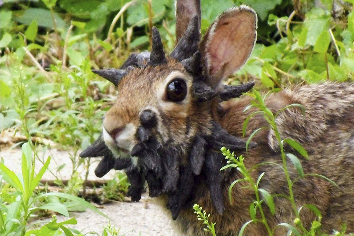 This June 26, 2013, image made from a video provided by Gunnar Boettcher shows a rabbit in Mank ...