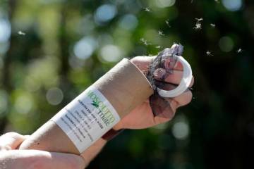 Patrick Kelly, Field Operations Manager with Mosquito Mate, releases Wolbachia-infected male mo ...