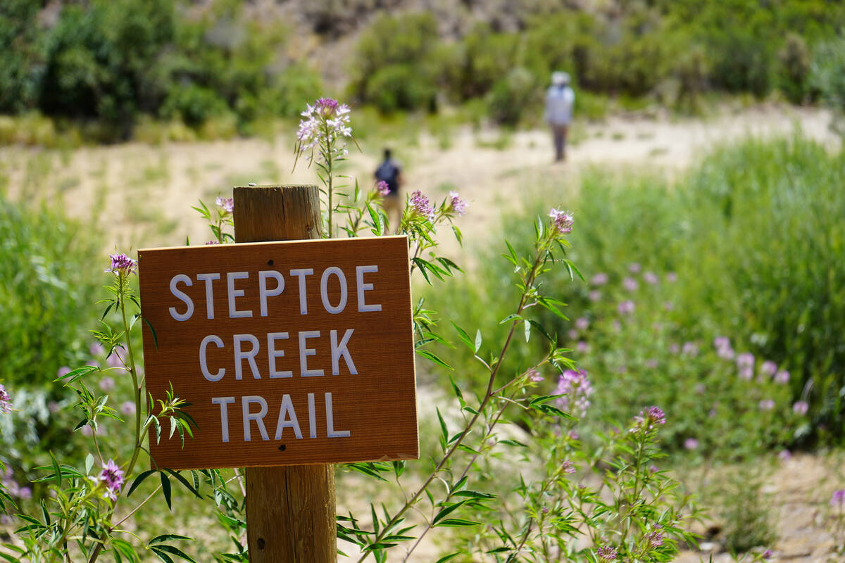Steptoe Creek Trail is an easier path that parallels Steptoe Creek in Cave Lake State Park abou ...