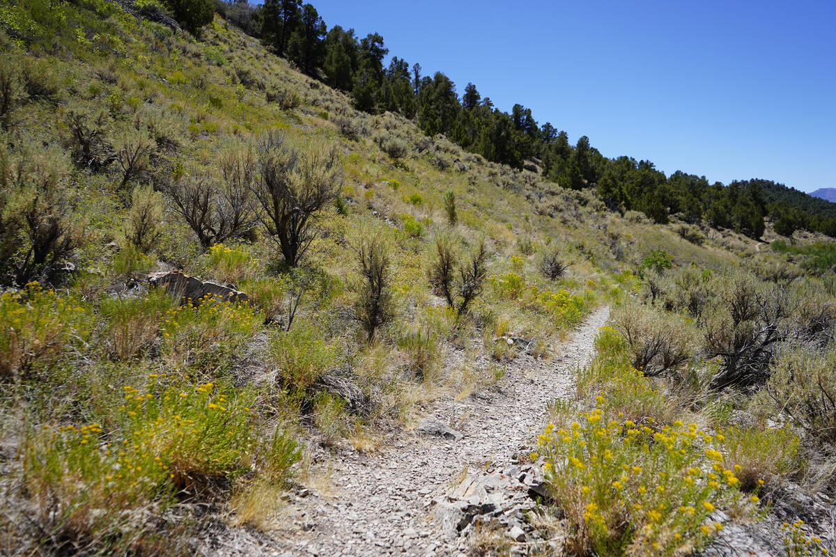Steptoe Creek Trail parallels Steptoe Creek in Cave Lake State Park about 20 minutes away from ...