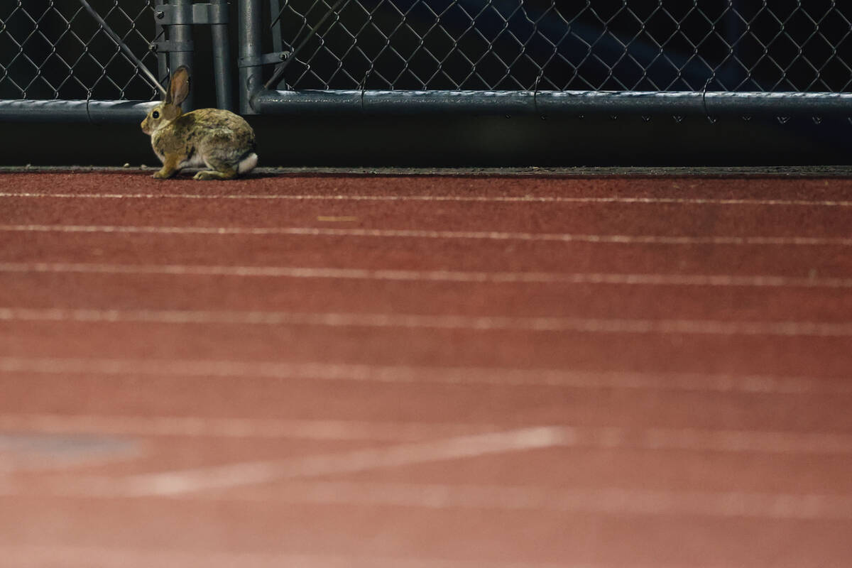 A rabbit hops along the track during a football game between Foothill and Legacy at Foothill Hi ...