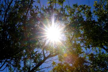 Afternoon sun rays pierce through tree branches at Bruce Trent Park on July 1, 2024, in Las Veg ...